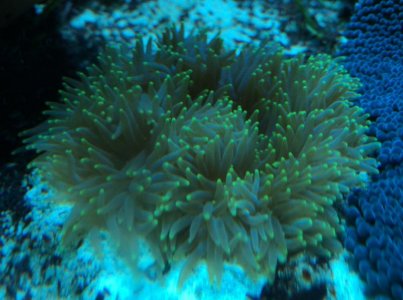 GreenTipMalu2016030401.jpg