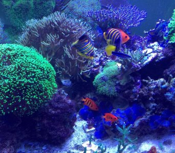 Flame Harem 3-22-15.jpg