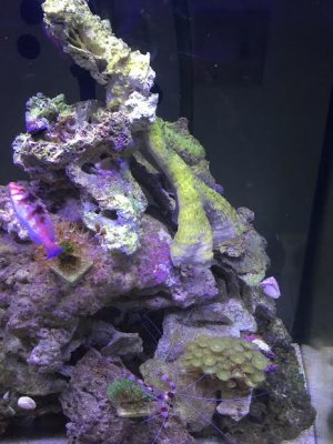 Green Alge on rocks.jpg