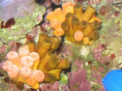 reeftank 001.jpg