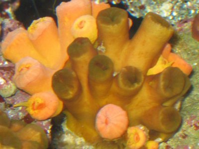 reeftank 005.jpg