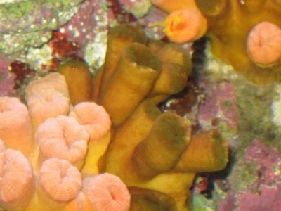 reeftank 006.jpg