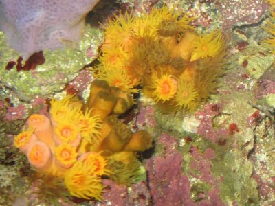 reeftank 009.jpg