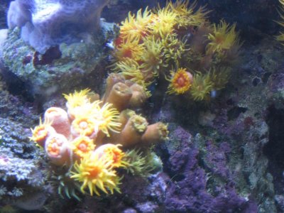 reeftank 010.jpg