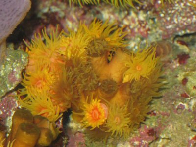 reeftank 011.jpg