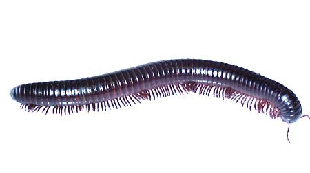 millipede-w.jpg