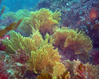 Cal-golden-gorgonian_barbara-lloyd.jpg