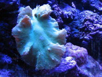 Leather coral 001.jpg