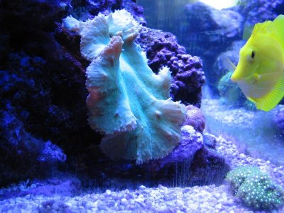 Leather coral 002.jpg