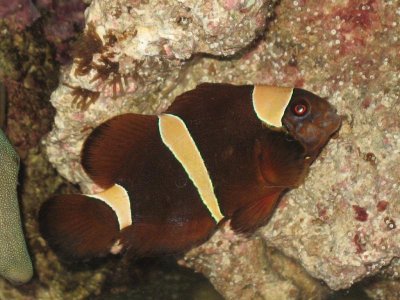 Gold Stripe Maroon Clown.jpg