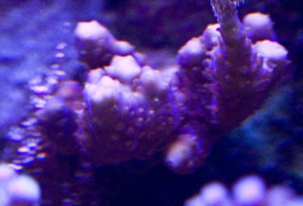 valida that should be delicate.jpg