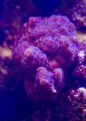 should be tabling.jpg