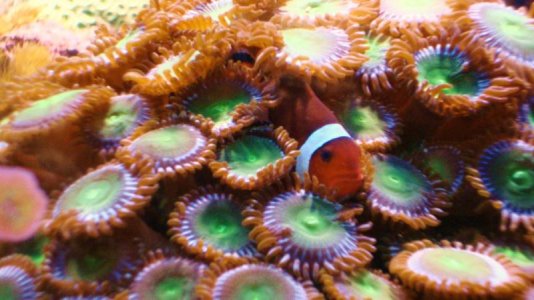 nemo and zoas.jpg