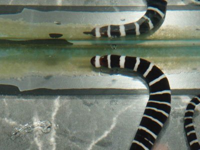 Ribbonworm top.jpg