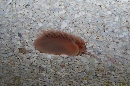 snail1.jpg