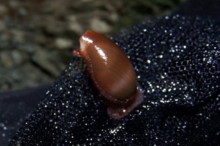snail2.jpg