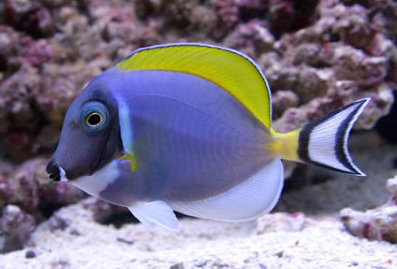 blue tang.jpg