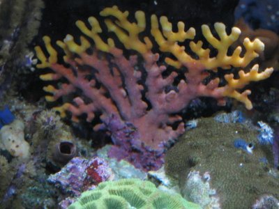 reeftank 009.jpg