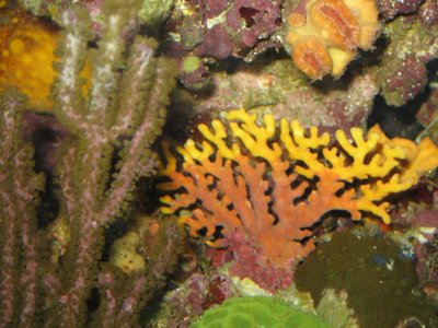 reeftank 011.jpg