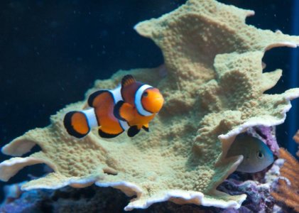 green cap w clown.jpg