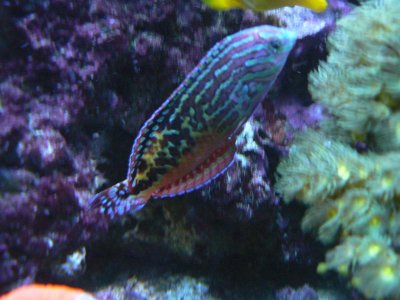 fish 023.jpg