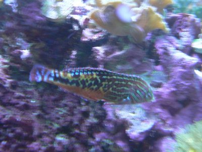 fish 010.jpg