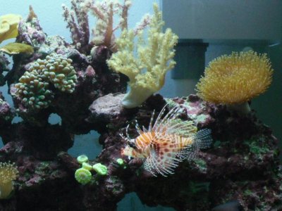 lionfish 075.jpg