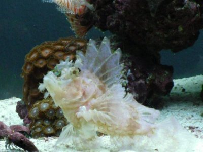 lionfish 093.jpg