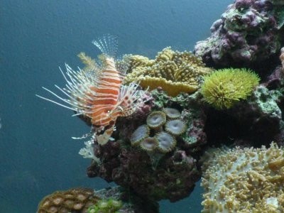 lionfish 095.jpg