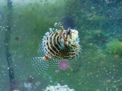 lionfish 086.jpg