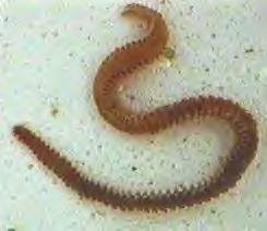 Bristleworm2.jpg