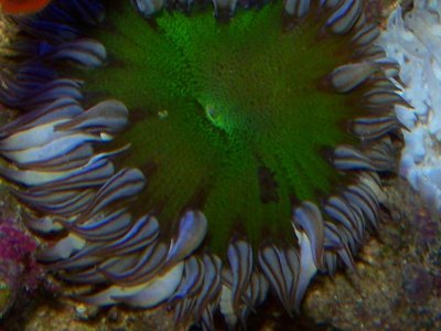 rock nem green.jpg