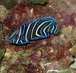 Juvenile Angelfish.jpg