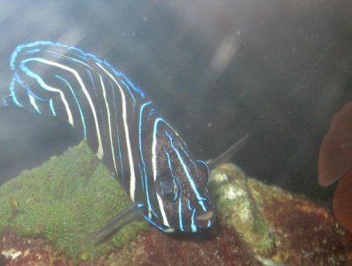 Juvenile Angelfish #2.jpg
