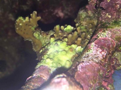 ImageUploadedByTapatalk1457180778.829064.jpg ImageUploadedByTapatalk1457180778.829064.jpg