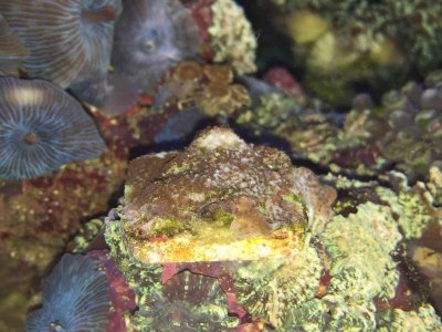 ImageUploadedByTapatalk1457180793.100035.jpg ImageUploadedByTapatalk1457180793.100035.jpg