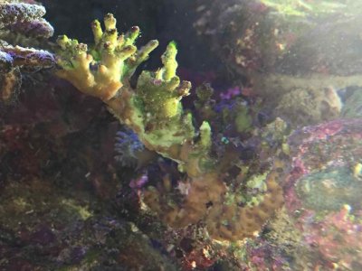 ImageUploadedByTapatalk1457180813.118408.jpg ImageUploadedByTapatalk1457180813.118408.jpg