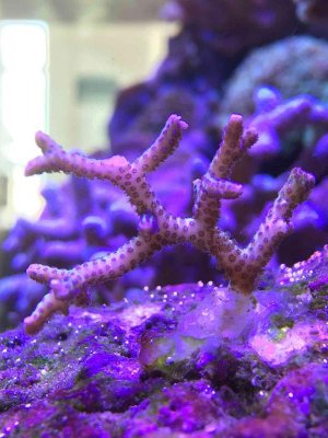 ImageUploadedByTapatalk1457180842.618044.jpg ImageUploadedByTapatalk1457180842.618044.jpg