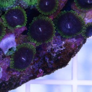 zoa_joker_01.jpg