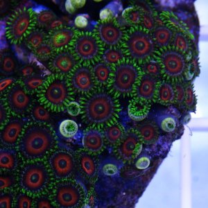 zoa_watermellon_01.jpg