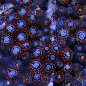 zoa_04.jpg