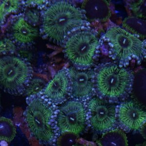 zoa_02.jpg