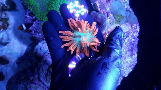 fire rainbow bta (2).jpg