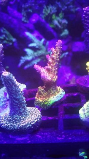 kickazz rainbow led.jpg