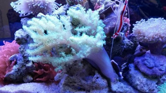 20160306_071817_resized.jpg 20160306_071817_resized.jpg