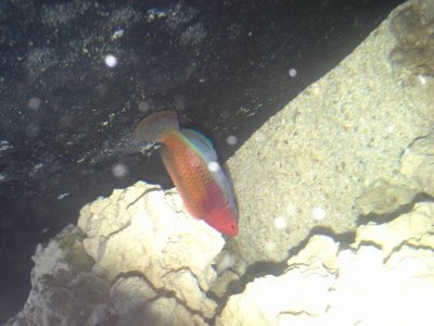 Fairy wrasse.jpg