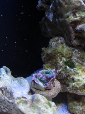 image small acan frag.jpg