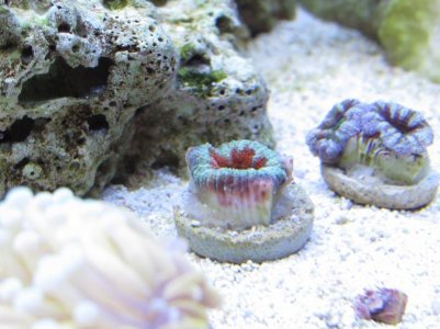 image 2 smaller coral.jpg