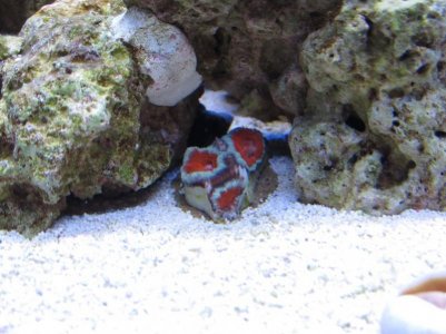 image coral 3 smaller.jpg