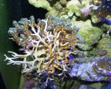 Birdsnest 1 - 2015-12-01c.jpg